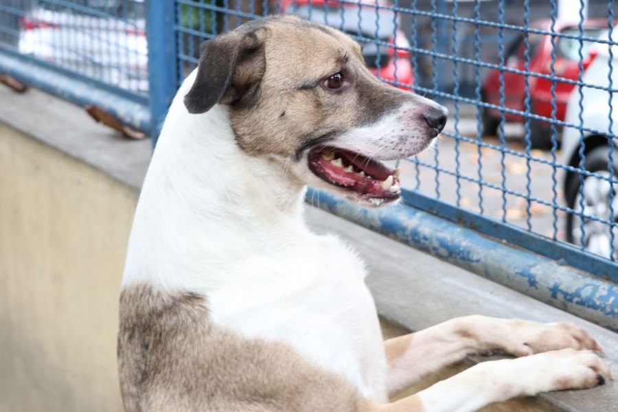 Câmara dos Deputados aprova projeto que incentiva a adoção de animais - News Rondônia