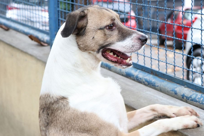 Câmara dos Deputados aprova projeto que incentiva a adoção de animais - News Rondônia