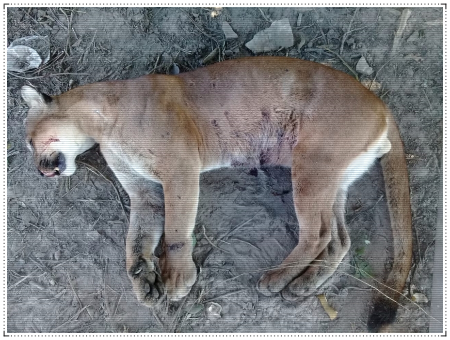 Onça ameaçada de extinção é abatida em floresta da Amazônia Ocidental - News Rondônia