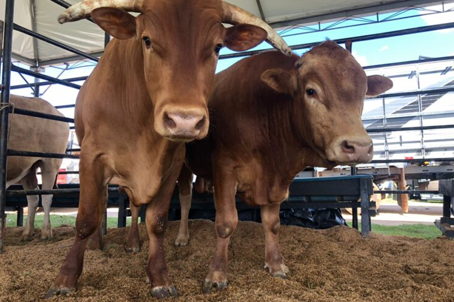 Rondônia Rural Show Internacional 2023 começa nesta segunda-feira - News Rondônia