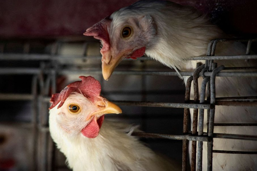 Gripe aviária leva Brasil a decretar emergência zoossanitária - News Rondônia