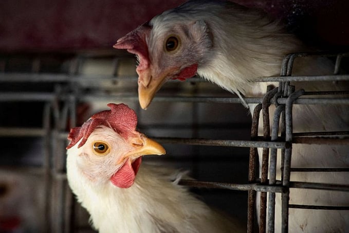 Gripe aviária leva Brasil a decretar emergência zoossanitária - News Rondônia