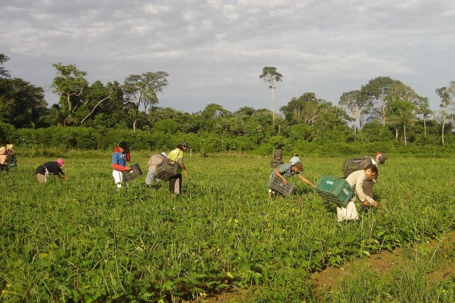 CMN eleva teto de financiamento para cooperativas do Pronaf - News Rondônia
