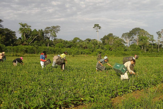 CMN eleva teto de financiamento para cooperativas do Pronaf - News Rondônia