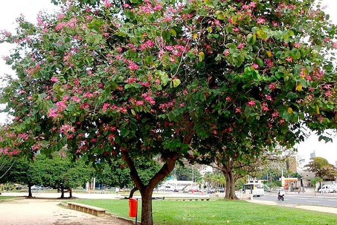 Energisa orienta sobre espécies e locais adequados para plantio de árvores - News Rondônia