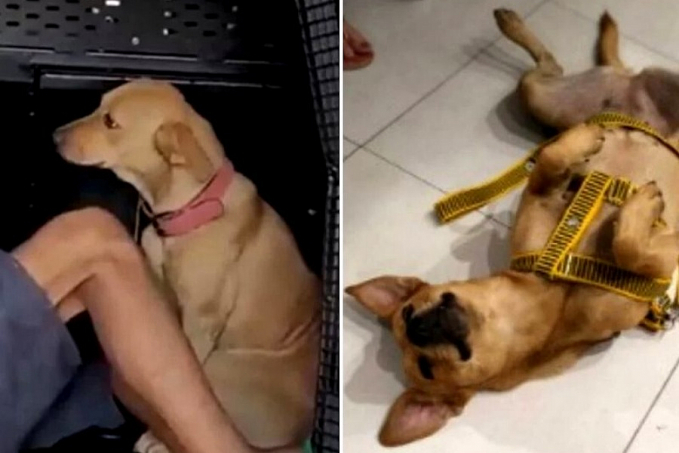 Vira-lata caramelo que tentou proteger tutor preso em BH ganha um novo lar! - News Rondônia