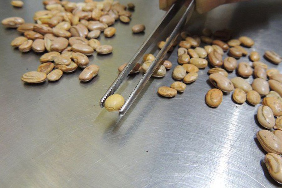 Fiscais do Mapa apreendem arroz, feijão, café e azeite com fraudes