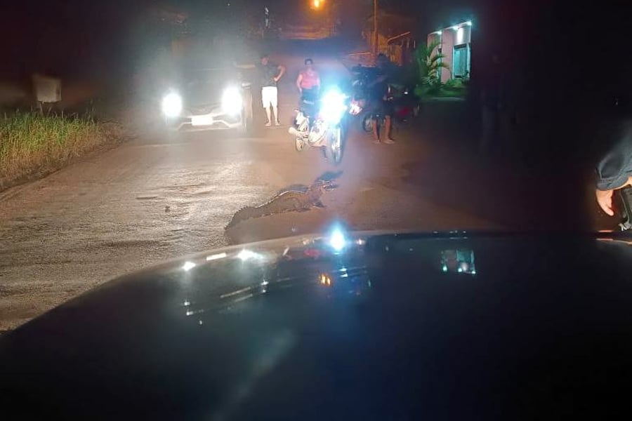 Jacaré é laçado por moradores andando na rua em Colorado do Oeste - Veja Vídeo - News Rondônia