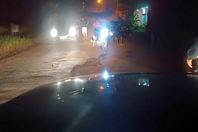 Jacaré é laçado por moradores andando na rua em Colorado do Oeste - Veja Vídeo - News Rondônia