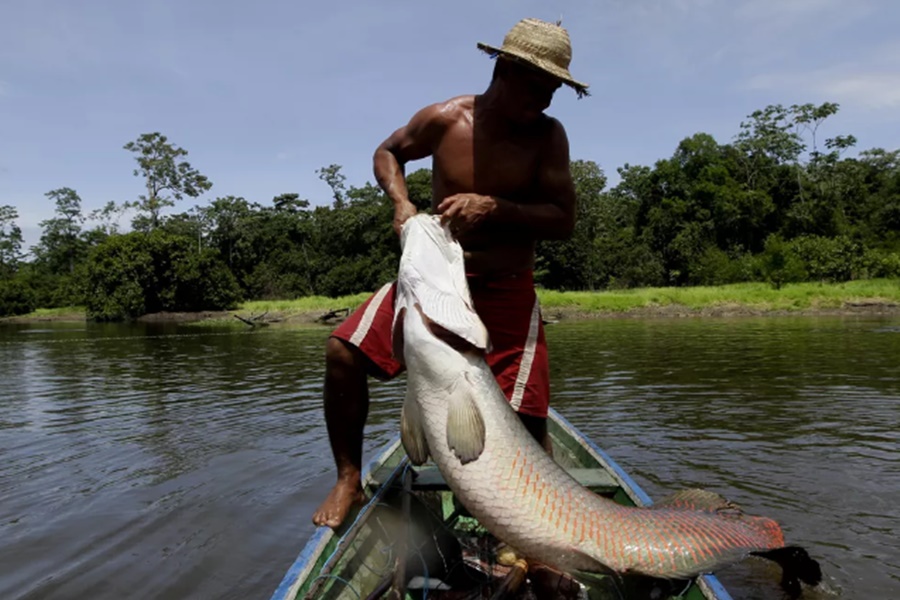 Deputada Lebrinha sugere manejo sustentável devido a ameaça do pirarucu no Rio Guaporé - News Rondônia