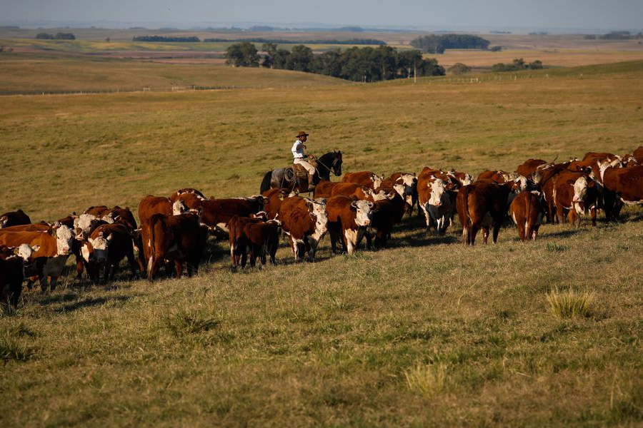 Vacinação contra febre aftosa é prorrogada até 17 de dezembro - News Rondônia