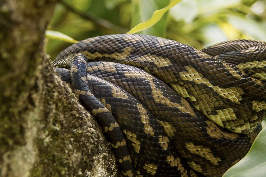 Faltam biólogos em instituições de resgate animal, diz especialista - News Rondônia