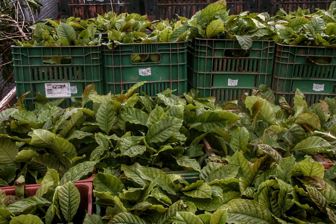 Produtores de Ministro Andreazza recebem mudas de café clonal e de cacau do programa 'Plante Mais' - News Rondônia