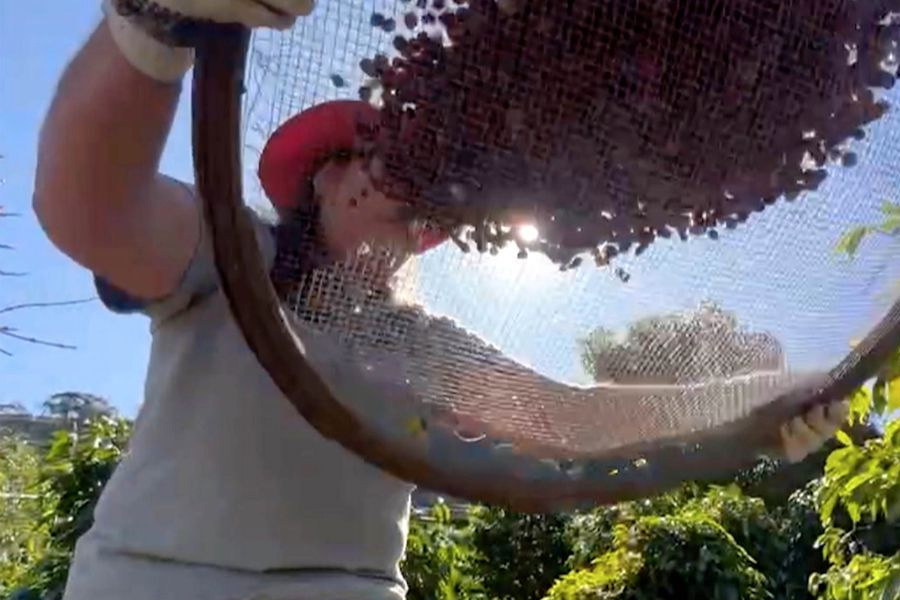 Conab projeta cenário positivo na produção brasileira de café este ano - News Rondônia