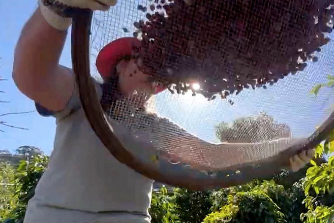 Conab projeta cenário positivo na produção brasileira de café este ano - News Rondônia