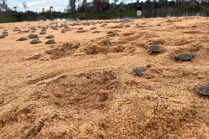 Soltura dos quelônios é realizada no Parque Estadual Corumbiara em Rondônia - News Rondônia