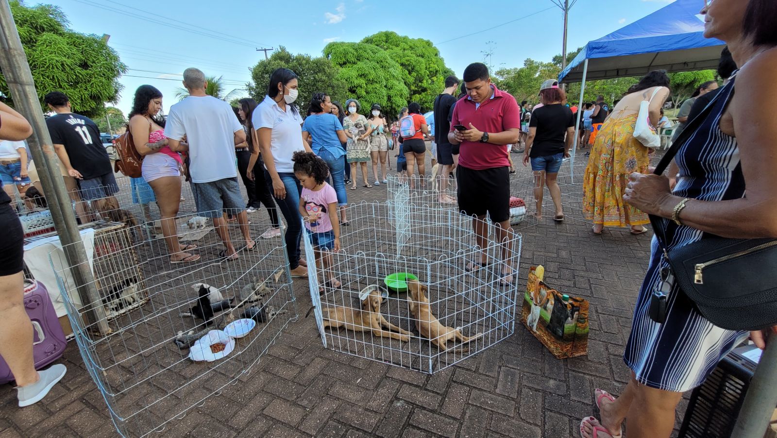 Prefeitura realiza feira para adoção de pets no Parque da Cidade - News Rondônia