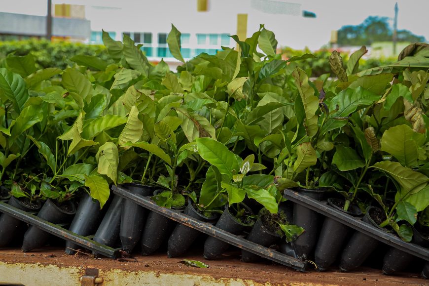 Produtores rurais são contemplados com mudas de café e cacau clonal em Pimenta Bueno - News Rondônia