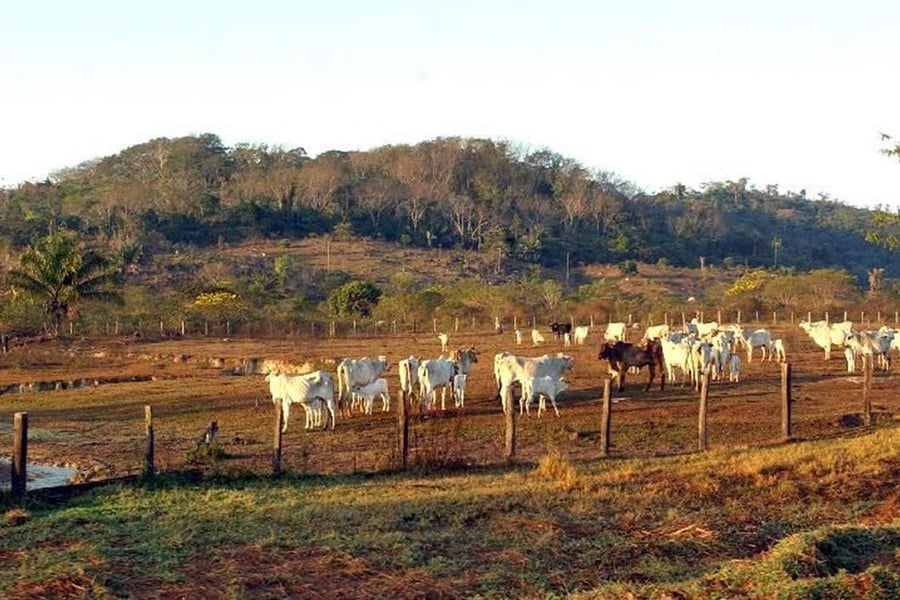 STF derruba liminar que suspendeu compra de terras por estrangeiros - News Rondônia