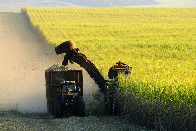 Clima adverso impacta lavouras de cana e produção chega a 585,2 milhões de toneladas na safra 2021/22, aponta Conab - News Rondônia