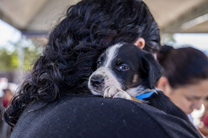 5ª Feira de Adoção de Cães e Gatos destinou animais abandonados a novos lares - News Rondônia