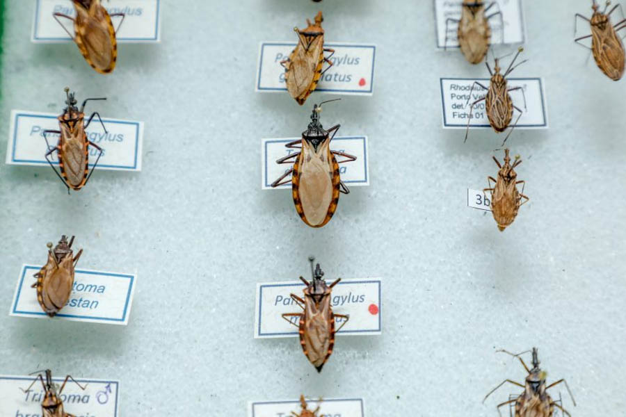 Exames para diagnóstico da Doença de Chagas são realizados no Laboratório Central de Saúde Pública - News Rondônia