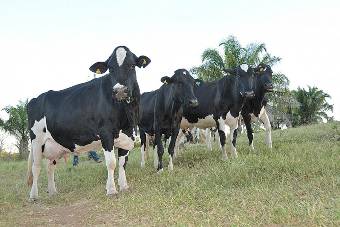 Nova edição da RondoLEITE será realizada na 10ª Rondônia Rural Show Internacional - News Rondônia