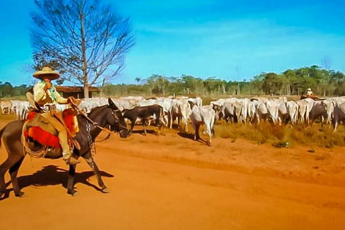 Fórum Rondoniense vai massificar a Manutenção de Área Livre de Febre Aftosa sem Vacinação - News Rondônia