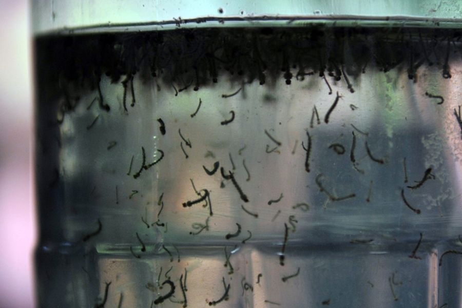 Com alta de casos, governo cria centro para monitorar dengue - News Rondônia