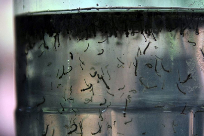 Com alta de casos, governo cria centro para monitorar dengue - News Rondônia
