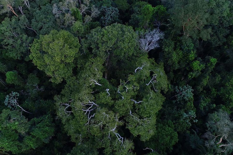 Senado aprova a criação da Campanha Junho Verde - News Rondônia