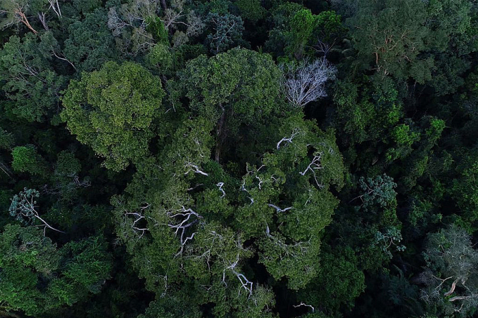 Senado aprova a criação da Campanha Junho Verde - News Rondônia