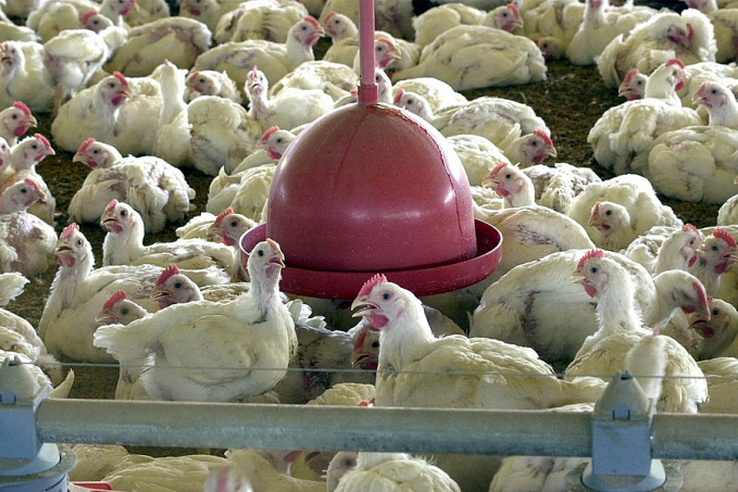 Pesquisa indica queda de 2% no abate de frangos no país - News Rondônia