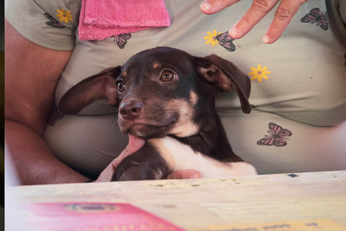 Dicas ajudam a amenizar os impactos auditivos dos fogos de artifício nos pets - News Rondônia