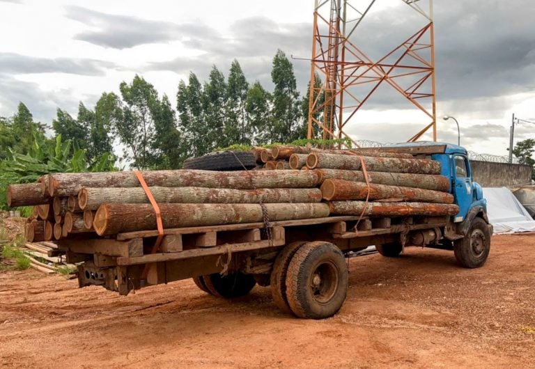 OPERAÇÃO BPA E SEDAM: apreensão de 64 troncos de itaúba extraídos do parque Serra dos Reis - News Rondônia
