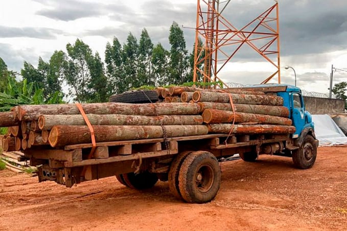 OPERAÇÃO BPA E SEDAM: apreensão de 64 troncos de itaúba extraídos do parque Serra dos Reis - News Rondônia