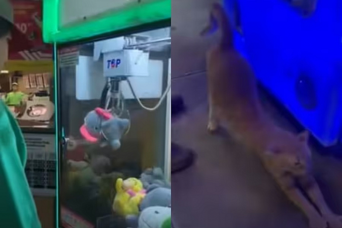 Gatinho dorminhoco sai de máquina de pelúcia e surpreende a internet - News Rondônia