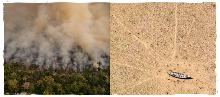 Savana gramada: cenário começa a ser presente na Amazônia; Processo é irreversível, diz pesquisa - News Rondônia
