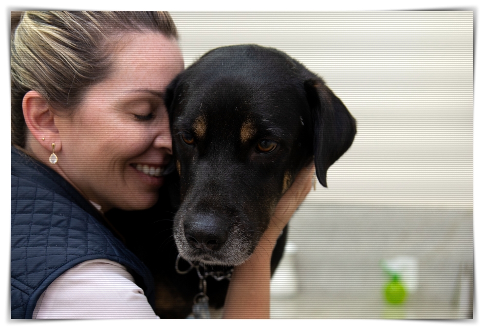 Cuidados especiais promovem a saúde dos pets idosos - News Rondônia