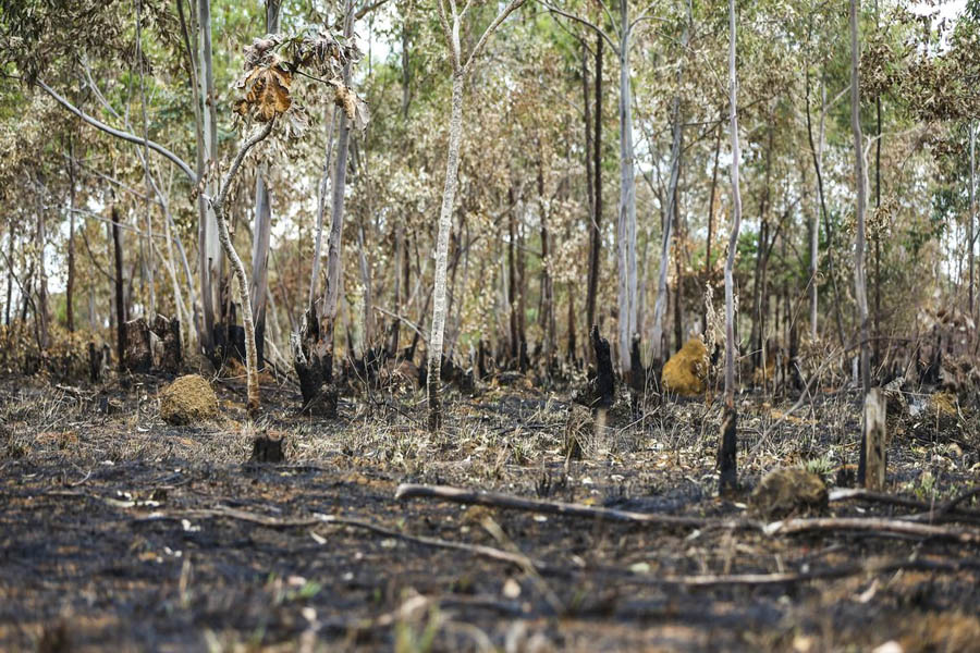 Incêndios florestais aumentam na Amazônia após novo Código Florestal - News Rondônia