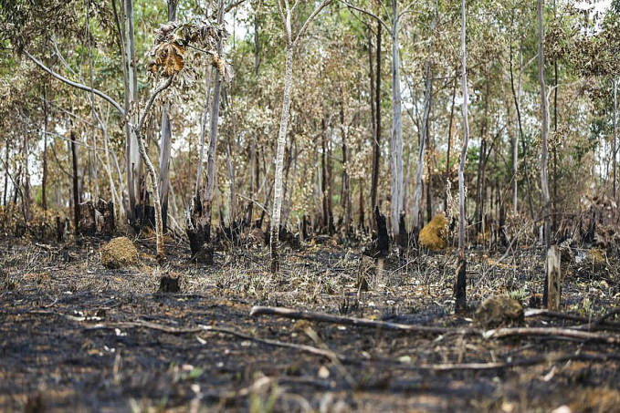 Incêndios florestais aumentam na Amazônia após novo Código Florestal - News Rondônia