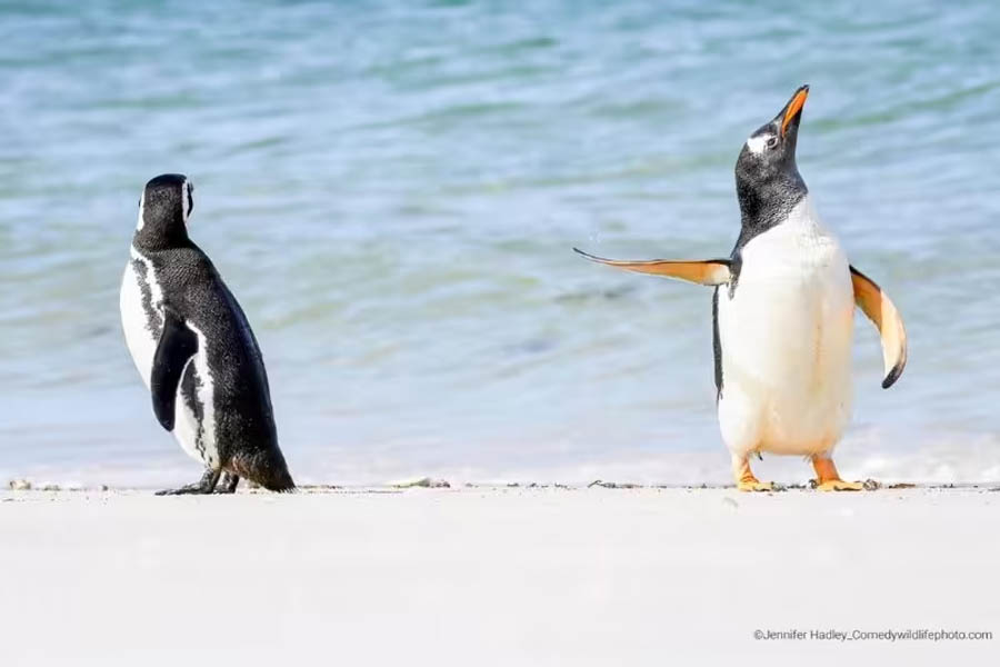 Fotos mais engraçadas de animais em 2022 são premiadas; Confira! - News Rondônia