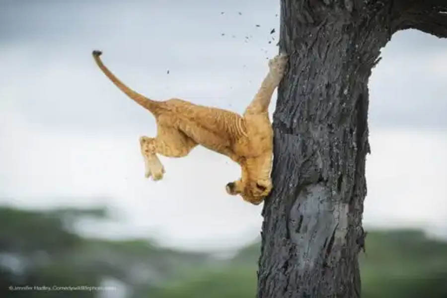 Fotos mais engraçadas de animais em 2022 são premiadas; Confira! - News Rondônia