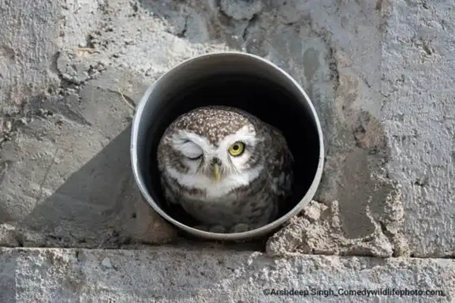Fotos mais engraçadas de animais em 2022 são premiadas; Confira! - News Rondônia