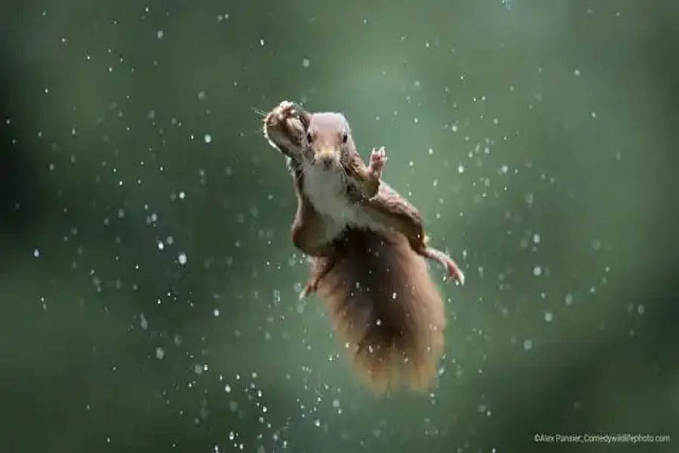 Fotos mais engraçadas de animais em 2022 são premiadas; Confira! - News Rondônia