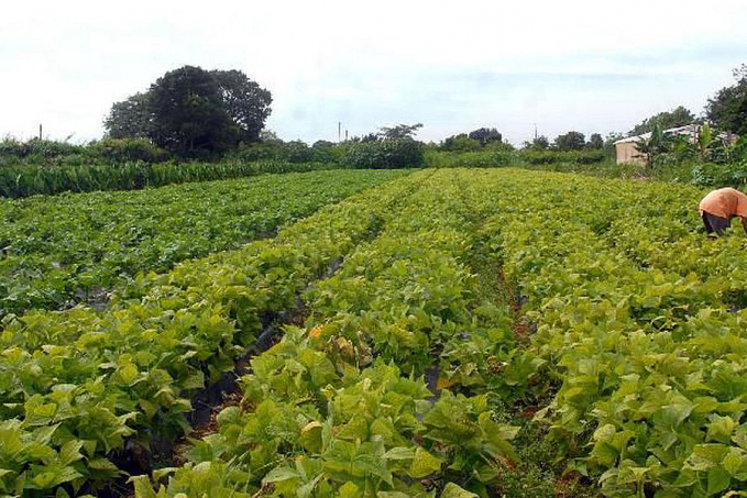 Conselho Monetário eleva limites de financiamento em linha do Pronaf - News Rondônia