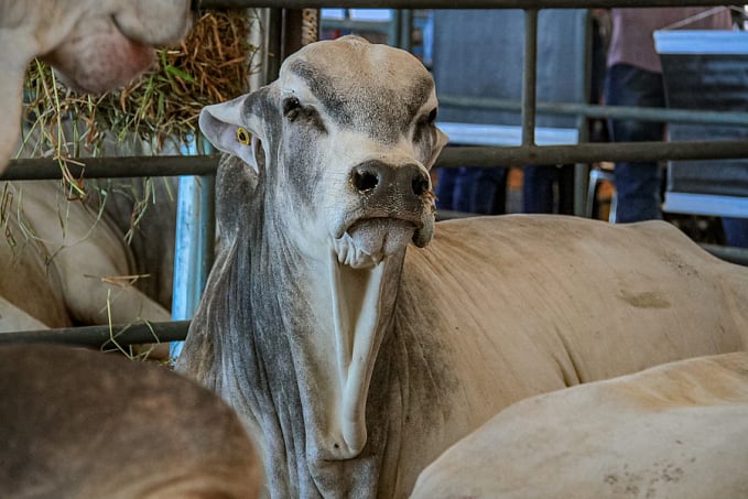 Feira Pró-Genética oferece animais de alta linhagem para produtores na Rondônia Rural Show Internacional - News Rondônia