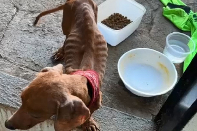 Mulher é presa em flagrante por deixar cadela sem comida e água - News Rondônia