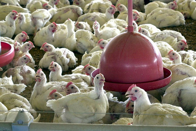 Brasil reforça ações de biossegurança para prevenir gripe aviária - News Rondônia