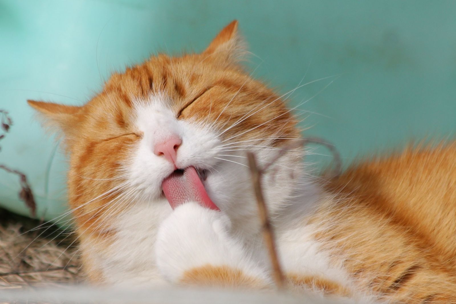 Pets ganham qualidade de vida com a medicina alternativa - News Rondônia